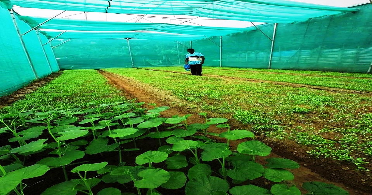 চম্পামুরা গ্রামে চিরাচরিত চাষ থেকে আধুনিক ফুল চাষে যাত্রা