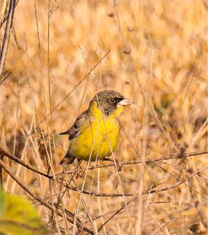 Cries of Endangered Wings: The Battle for Sukhsagar Wetland