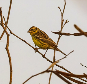 Cries of Endangered Wings: The Battle for Sukhsagar Wetland