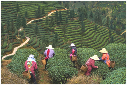 Pu'er Tea: Origins, Markets and India's Opening