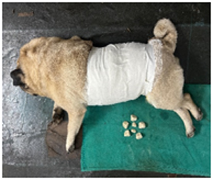 “A Second Chance at Life: Rare Bladder Stone Removed from Beloved Pet”