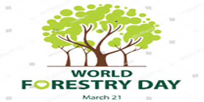 World Forest Day: The Importance and Empowerment of Forest Conservation