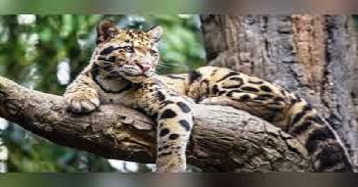 Clouded leopard cub dies of anaemia at Sepahijala Zoo