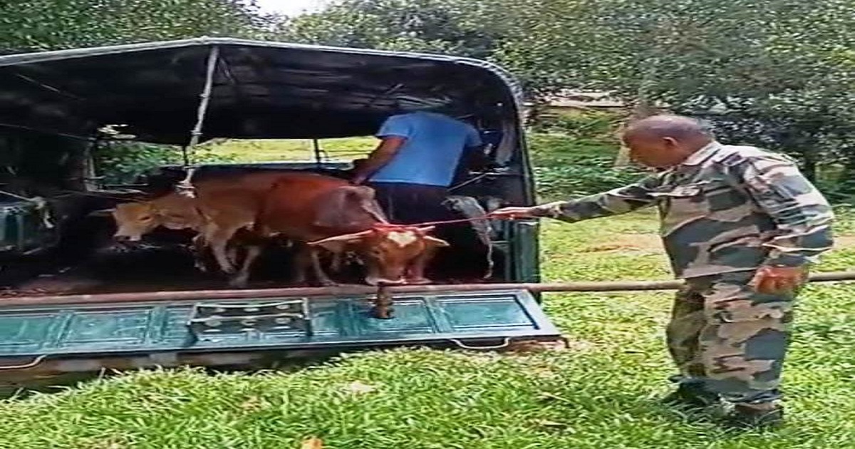 Tripura Becomes the Smuggling Haven: Cattle Rescued by BSF, Recycled Back to Smugglers