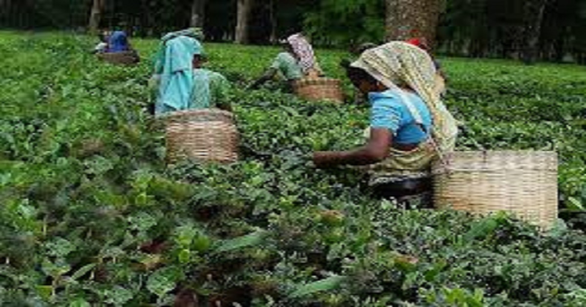 Century-old Ramdurlavpur tea garden sees protests over alleged land diversion