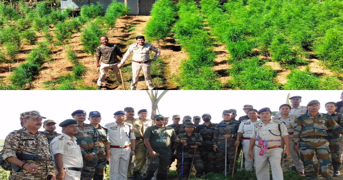 Mega Cannabis Destruction Drive Carried Out in Sepahijala District