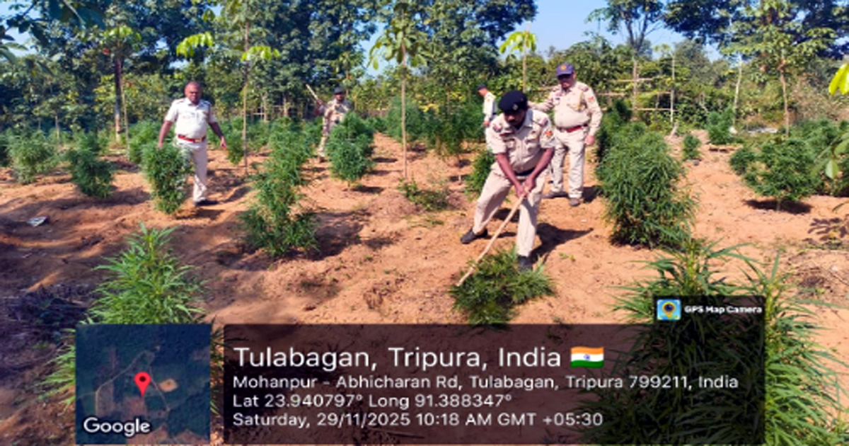 Massive ‘Ganja’ plantation on government land destroyed by Lefunga police station