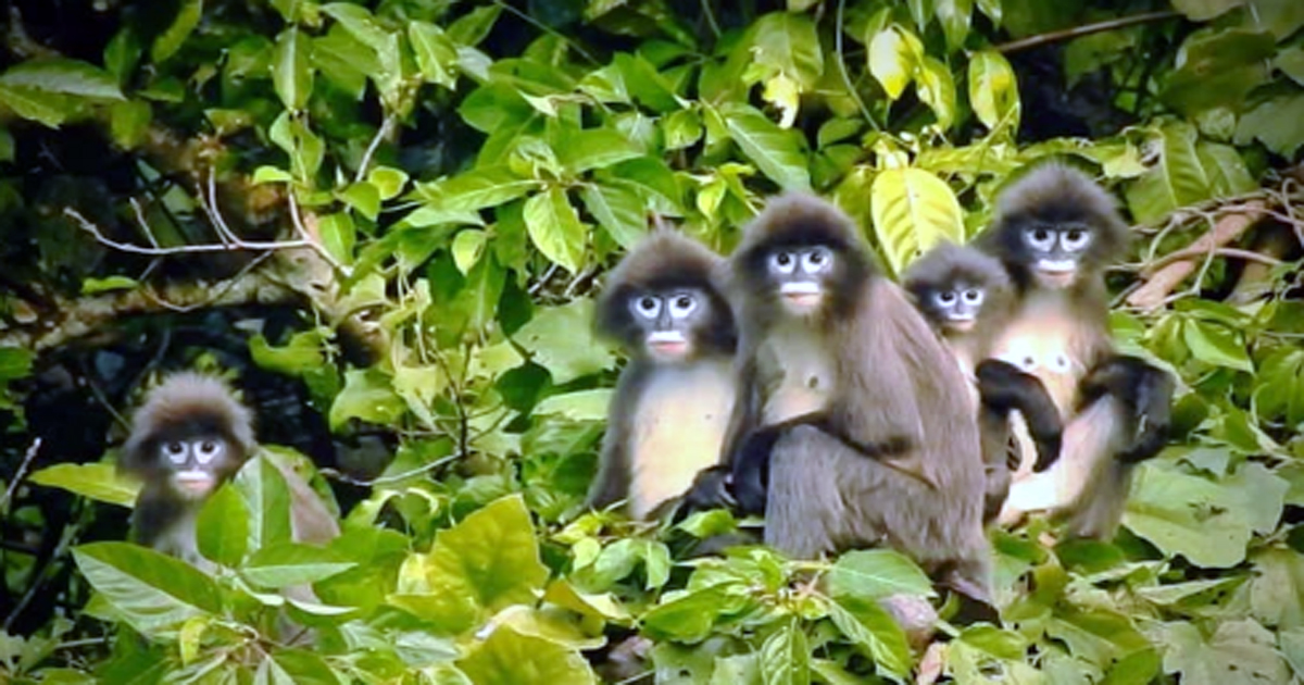 Rare spectacled monkey dies by electrocution while crossing road, mourning in Chandipur
