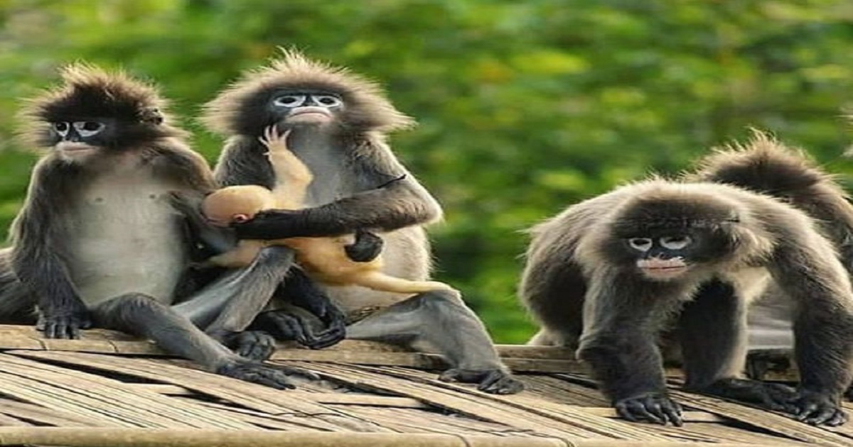 Sepahijala Zoo Scam: Report Alleges Large-Scale Financial Misconduct, WL Authority Silent on Punishment