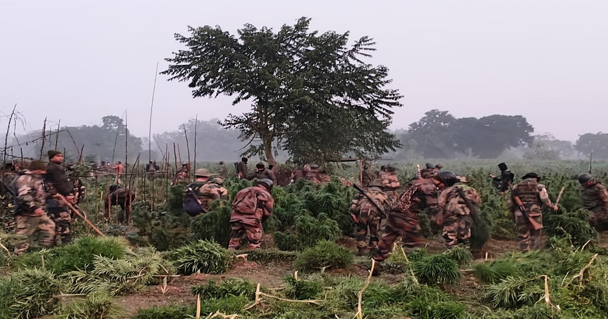 Massive Ganja Destruction Drive Conducted in Sidhai–Mohanpur, Over 1.25 Lakh Plants Destroyed