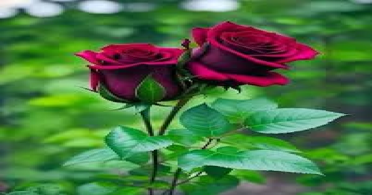 Tripura’s Floriculture Economy Blooms Ahead of Saraswati Puja, Prices and Prospects Soar