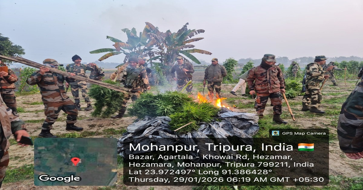 Massive Ganja Cultivation Destroyed in Twin Operations Again Under Mohanpur Sub-Division