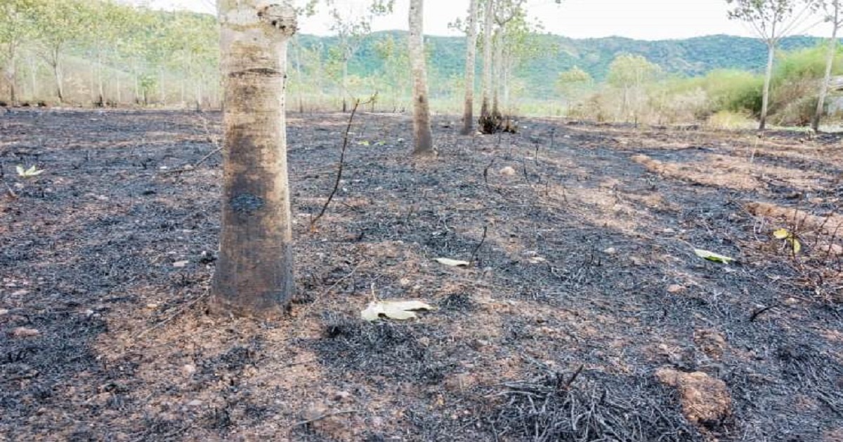 Rubber Plantation Torched in North Tripura Village, Rising Rural Sabotage Sparks Alarm
