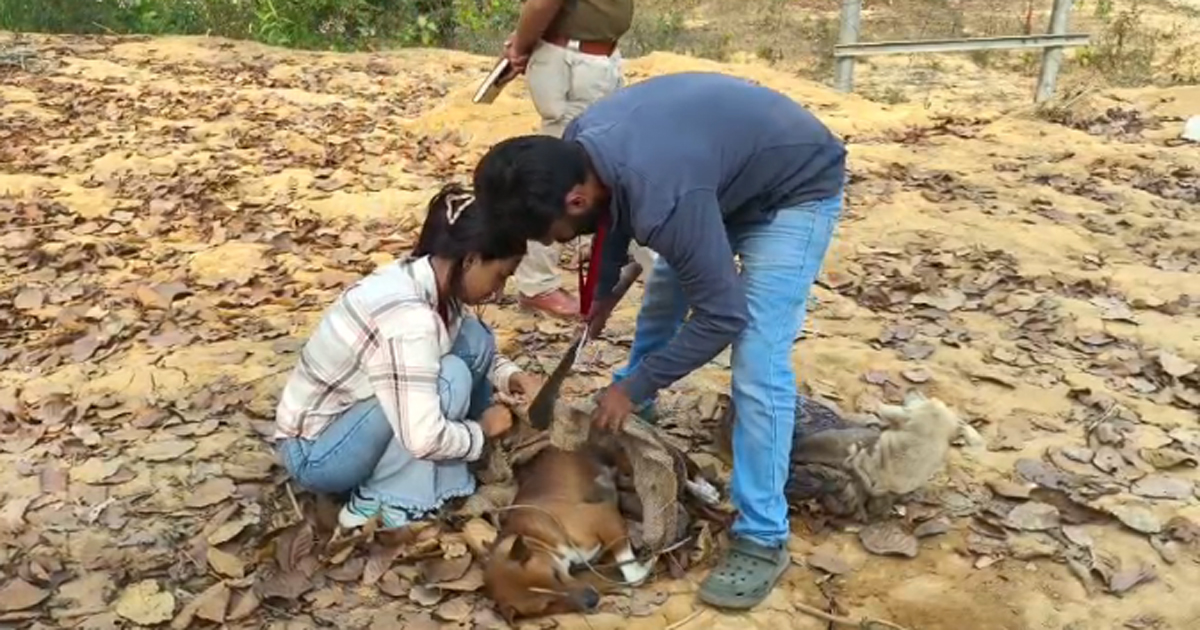 Stray dog smuggling from Tripura resumes, a sackful of stray dogs traced in Chakmaghat area
