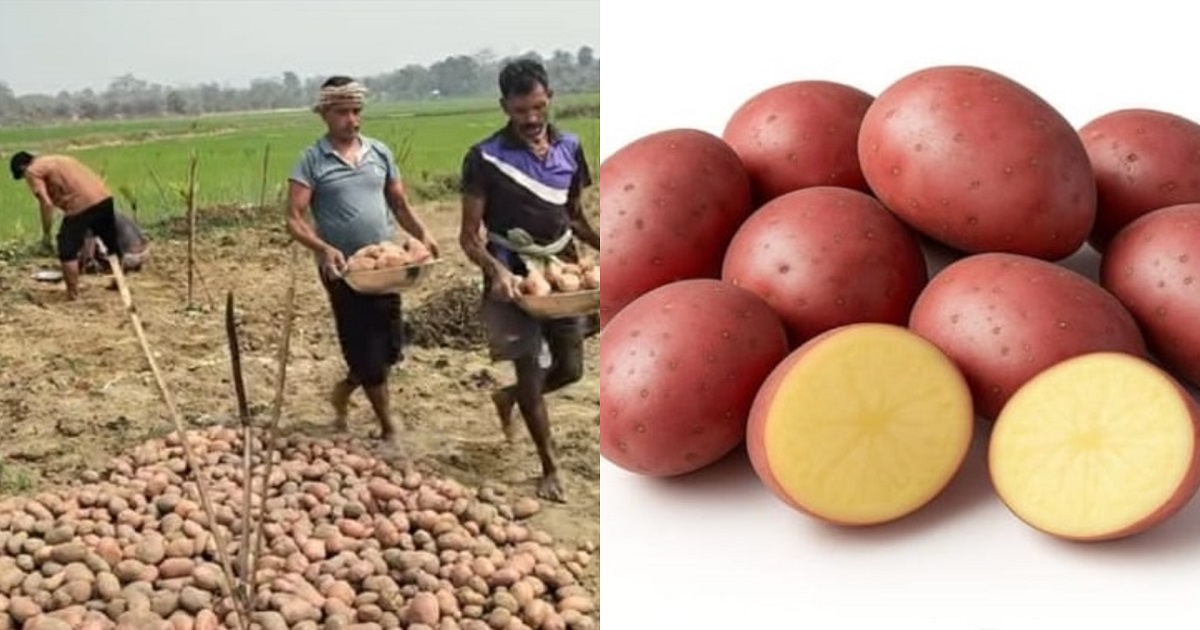 Sabroom Farmer Creates Record with High-Yield ‘Uday’ Potato Under ARC Project