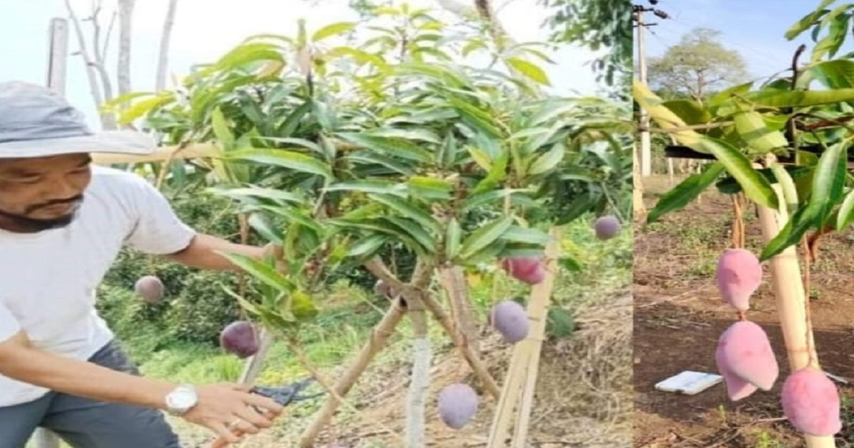 Mango Orchards Across Tripura Witness Massive Bloom, Farmers Hope for Bumper Harvest