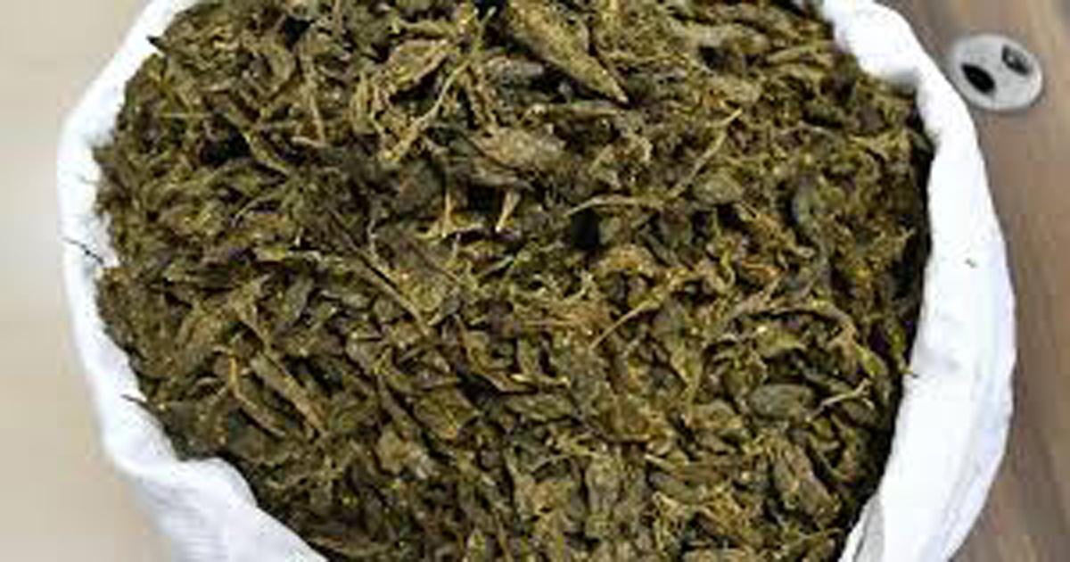 Sepahijala tops the lists of ‘Ganja’ (cannabis) cultivating districts in the state