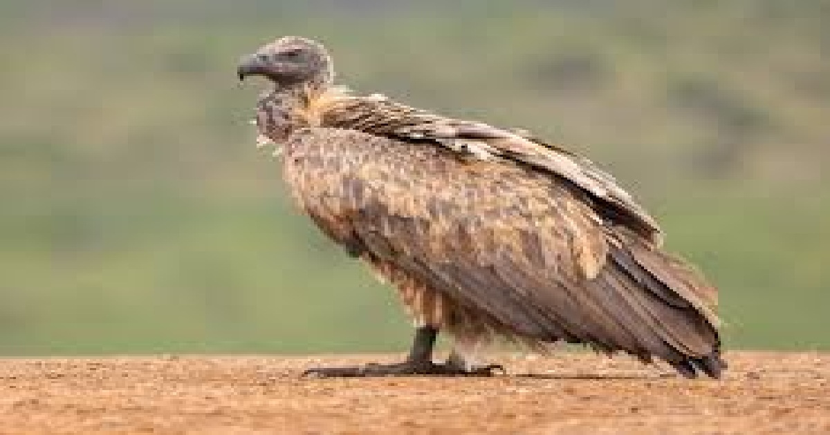 Vulture touts hunting for cut money target duly appointed and authorised advocates in GBP’s morgue