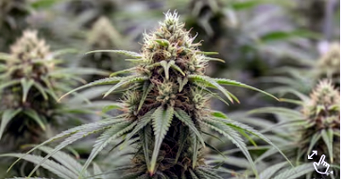 Drug peddling and illegally acquired property assume serious proportions, ED action likely