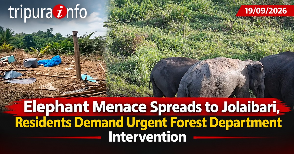 Elephant Menace Spreads to Jolaibari, Residents Demand Urgent Forest Department Intervention