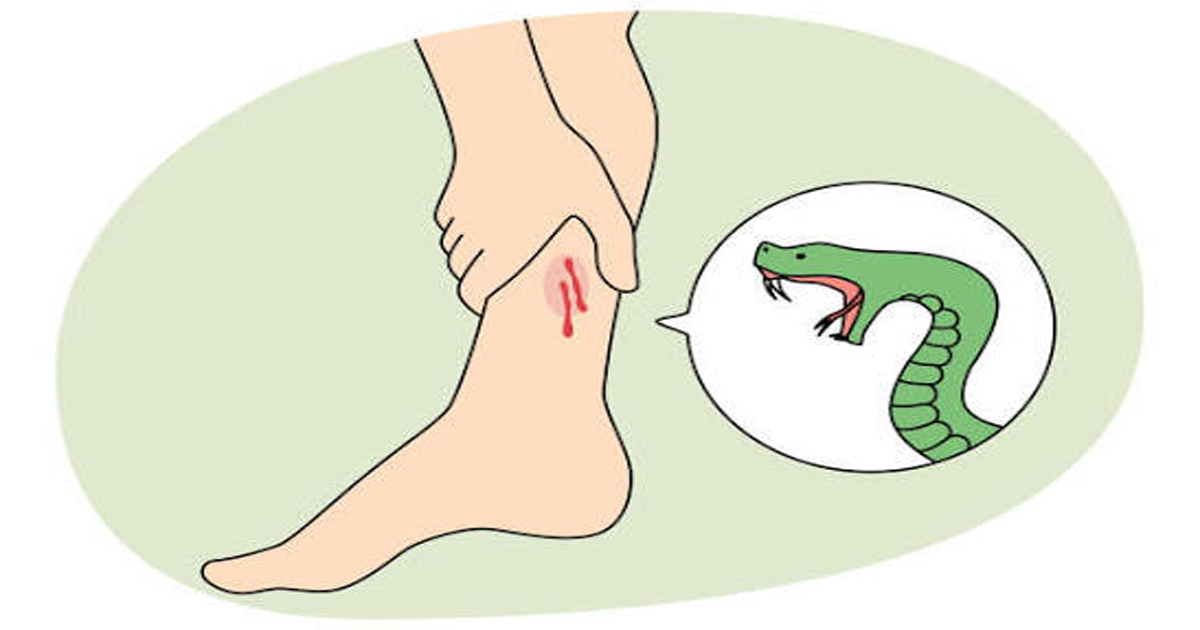 Minor school student falls to snake bite  in Jatrapur police station area
