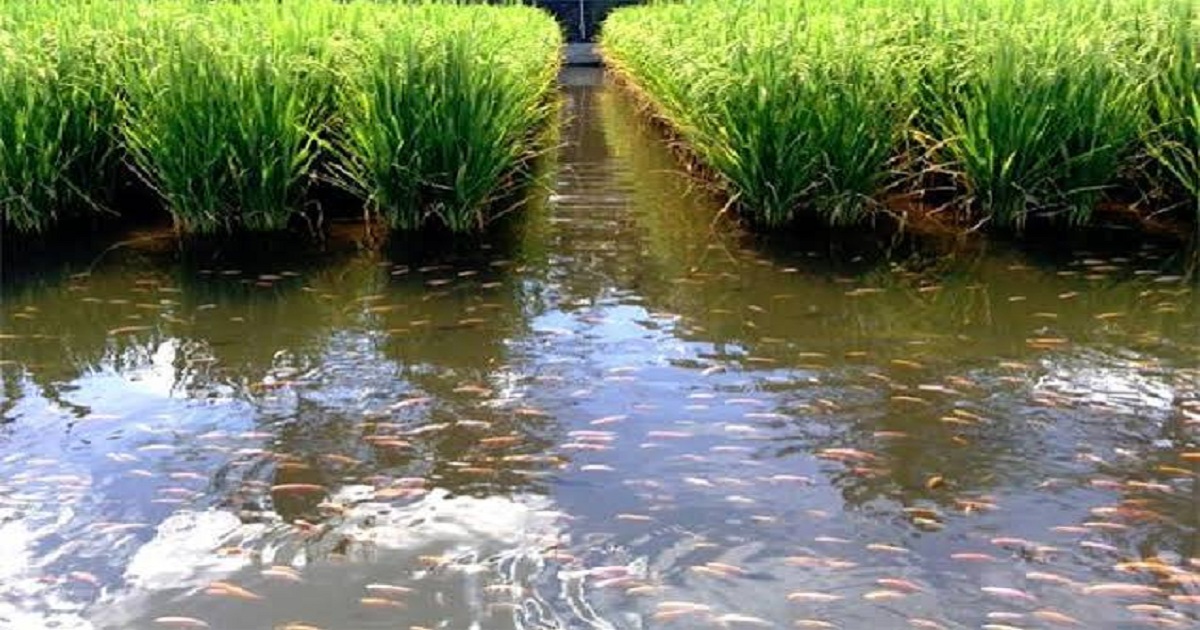 Poisoning of lake water , fishlets worth lakhs of rupees destroyed
